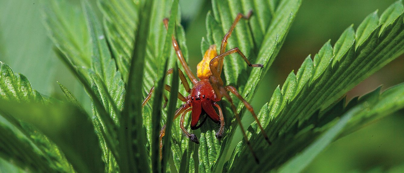 Ammen-Dornfinger (Cheiracanthium punctorium) in Nahaufnahme.