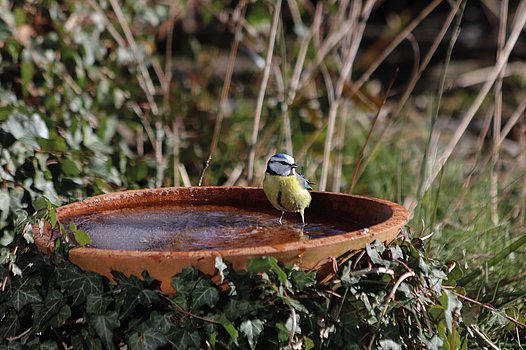 Wasserstelle für Vögel