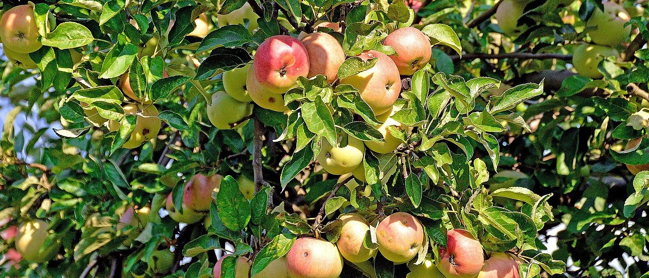 Apfelbaum