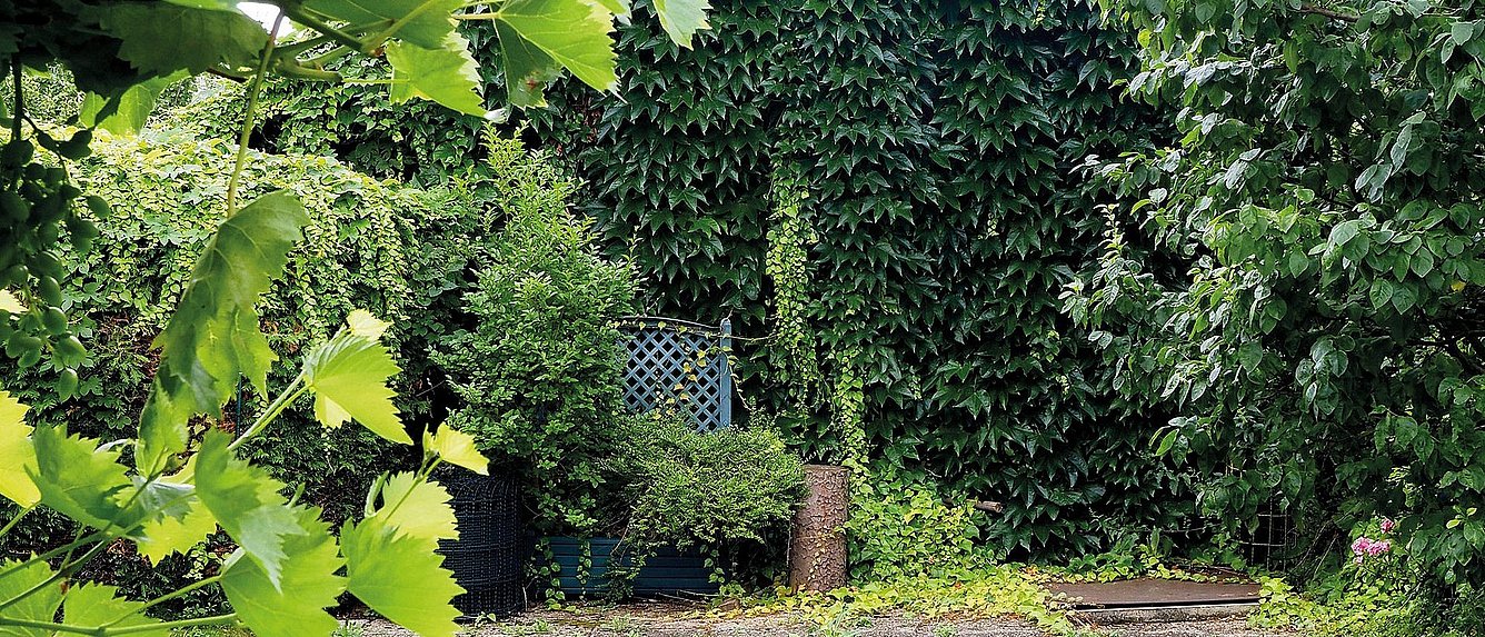 wilder wein verwachsene gartenhuette