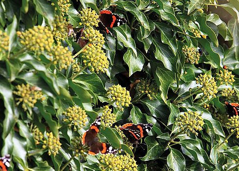 Blüten nähren Insekten und Beeren viele Vogelarten