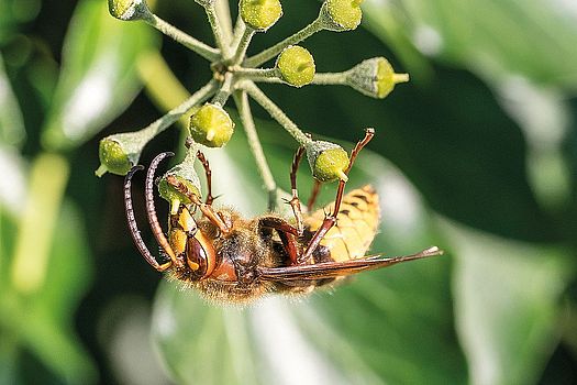 Selbst Hornissen naschen gerne