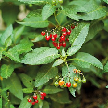 Solanum dulcamara