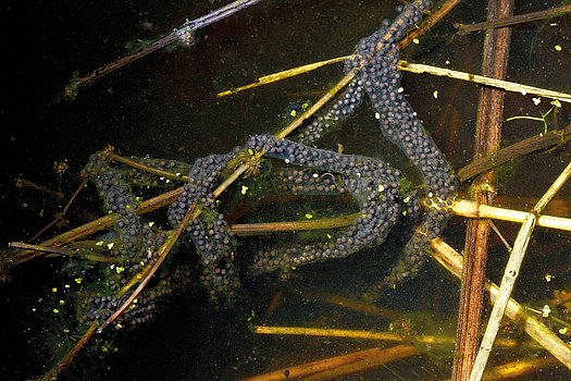 Laichschnur der Knoblauchkröte