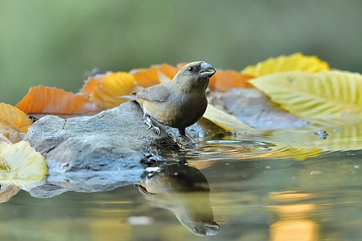 Fichtenkreuzschnabel