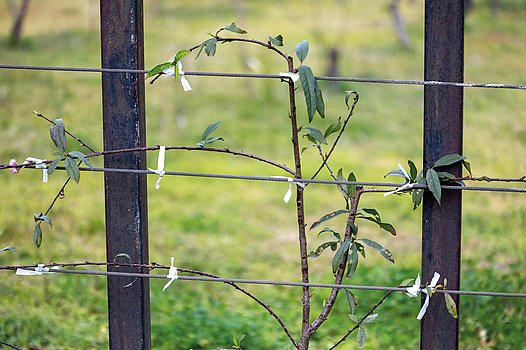 Als Spalier gezogener Pfirsichbaum als lebender, essbarer Zaun auf dem Land – für höhere Erträge und zur Nutzung bei begrenztem Platzangebot.
