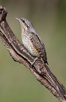 Wendehals, Männchen, Weibchen