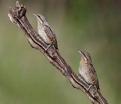 Wendehals, Männchen, Weibchen
