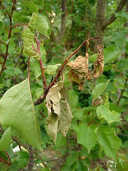 Schlagtreffen Marille Blätter