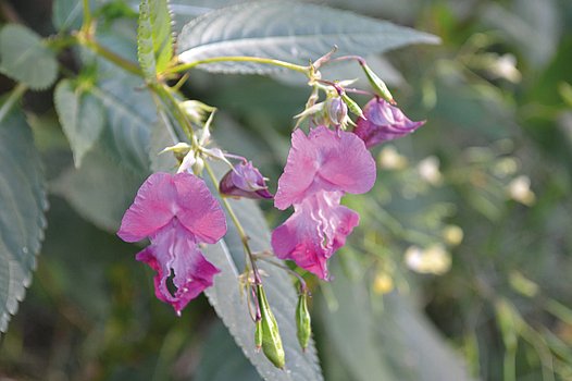 Springkraut