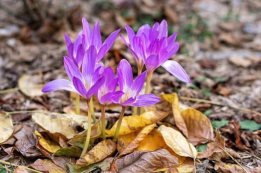 violette Herbstzeitlose