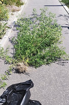 Ragweed entfernen und im Müll entsorgen