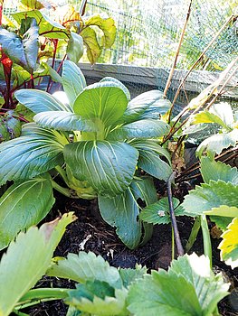 Pak Choi
