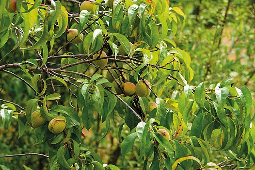 Pfirsichbaum
