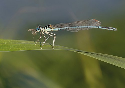 Libelle