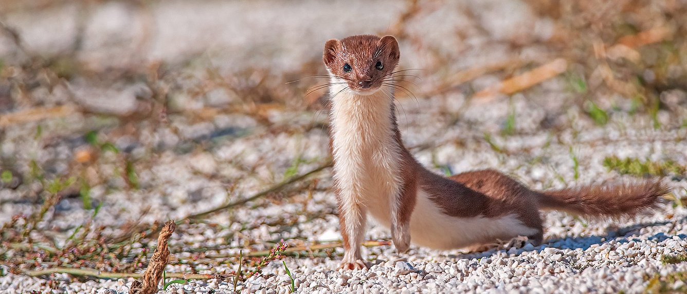 Mauswiesel