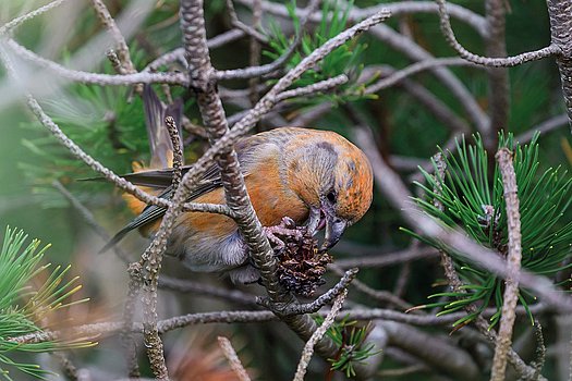 versteckter Fichtenkreuzschnabel