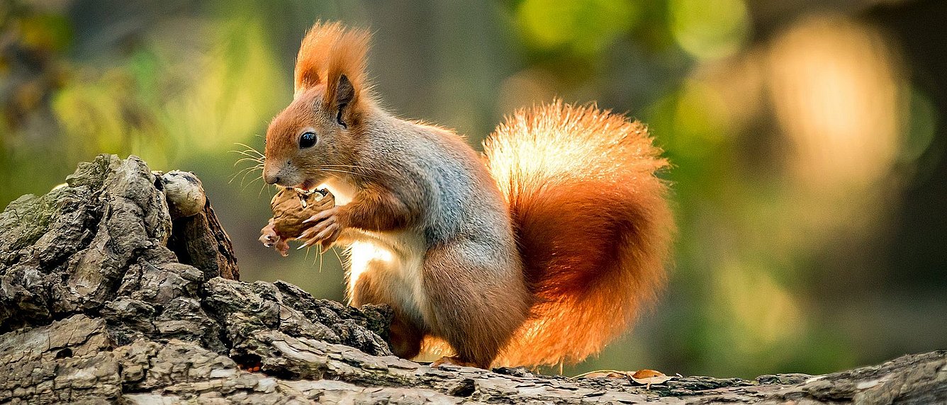Eichhörnchen in natürlicher Umgebung