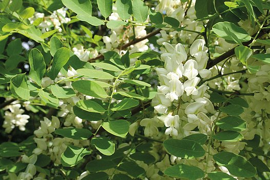 Robinia