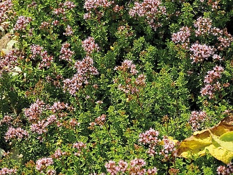 Oregano in blüte