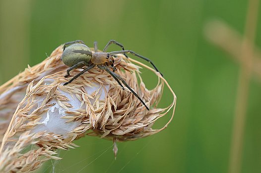 Ammen-Dornfinger Weibchen