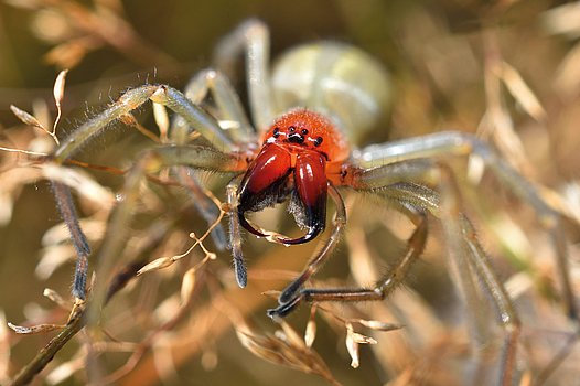 Extreme Nahaufnahme von Augen und Kieferklauen eines ausgewachsenen weiblichen Ammen-Dornfingers (Cheiracanthium punctorium) im hohen Gras einer deutschen Wiese.
