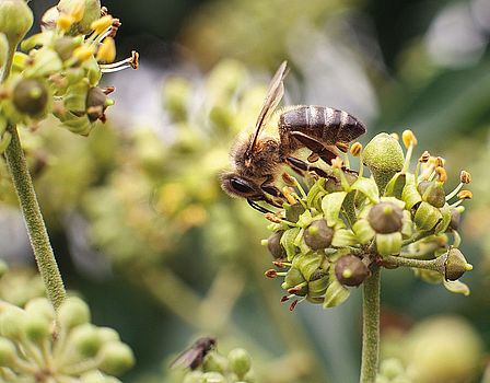 Wespen und Bienen kommen gerne zum blühenden Efreu2