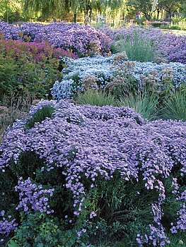 Astern nicht aus dem Garten ausbüchsen lassen