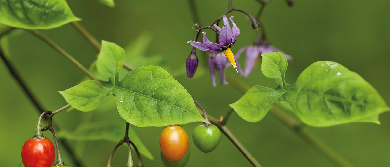Bittersüße Nachtschatten