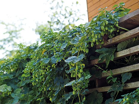 Hopfen am Zaun