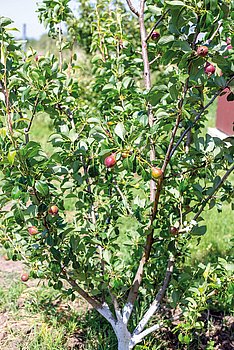 Junger Obstbaum der Birnensorte „Lyubimitsa Klappa“ mit reifenden Früchten. Wachsende Früchte.