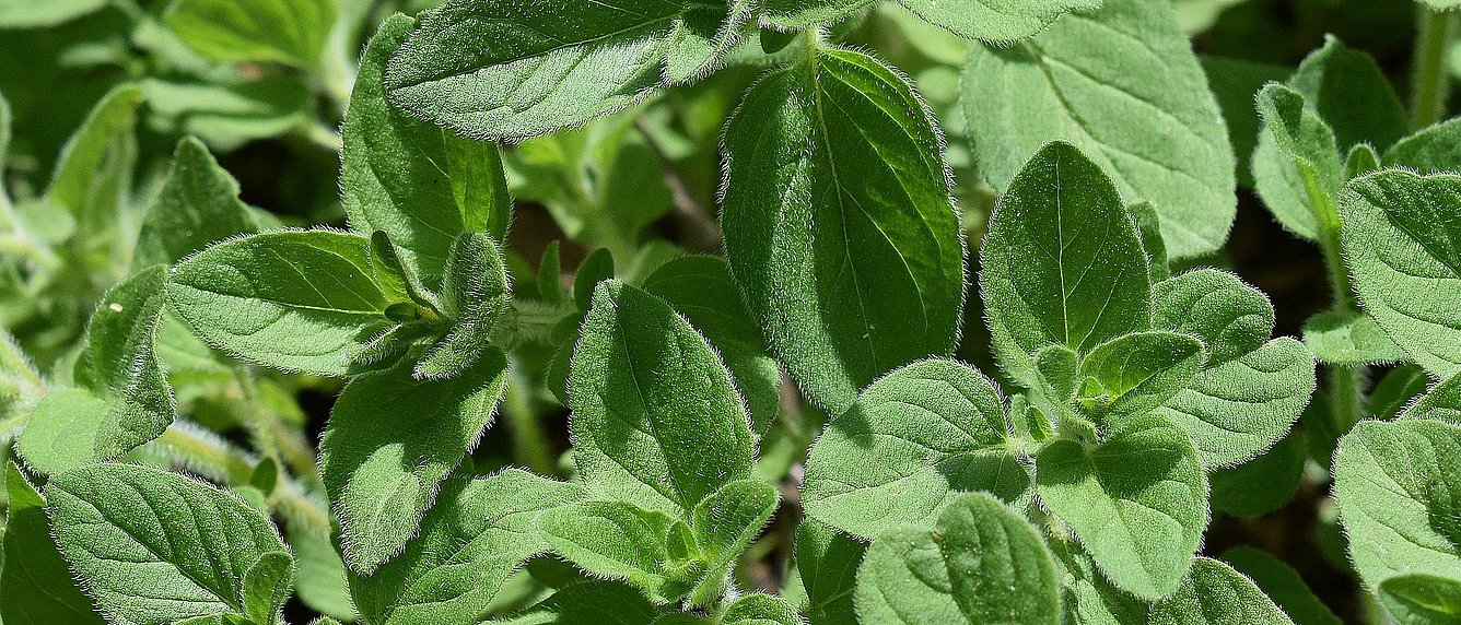 Oregano