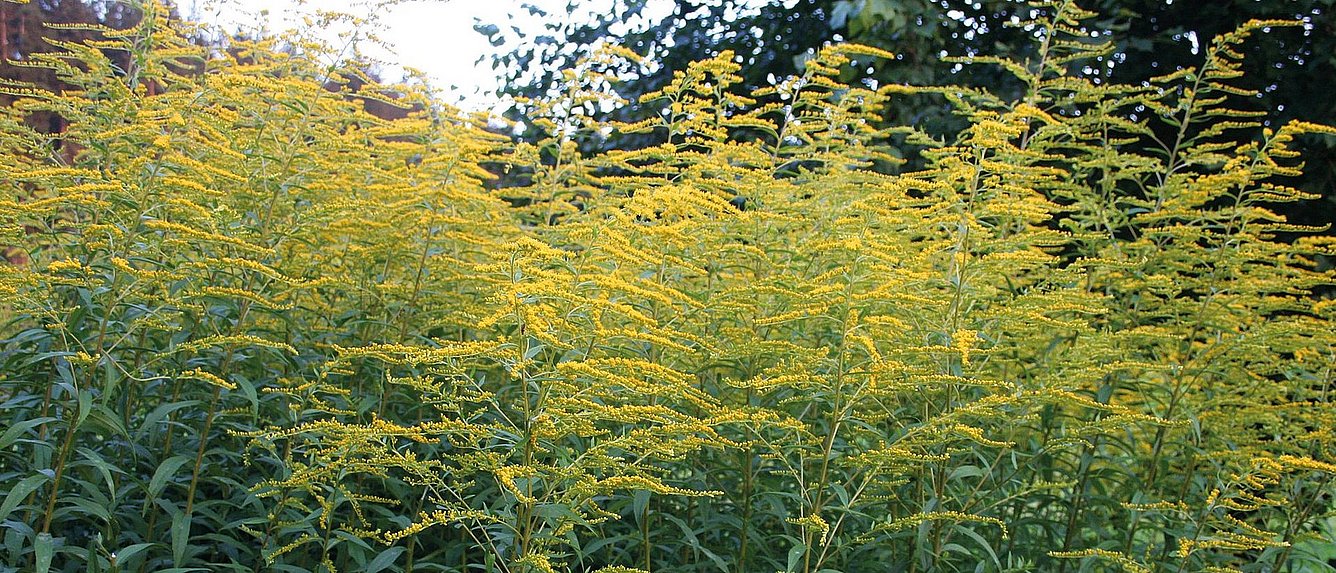 Kanadische Goldrute