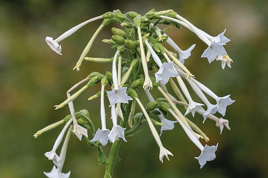 Taback Blüte