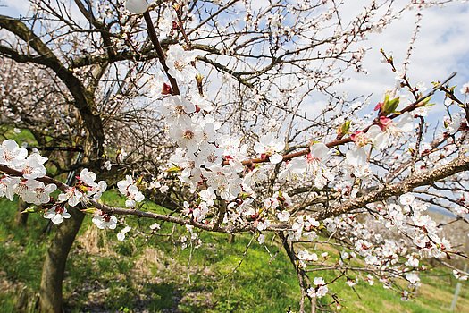Marillenbaum in der Blüte