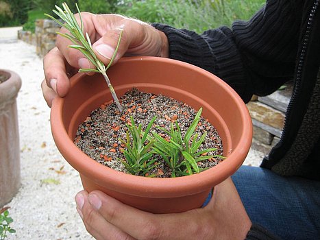 Stecklingsvermehrung