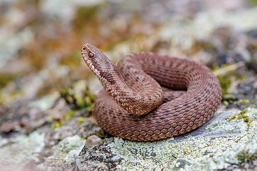 männliche Kreuzotter