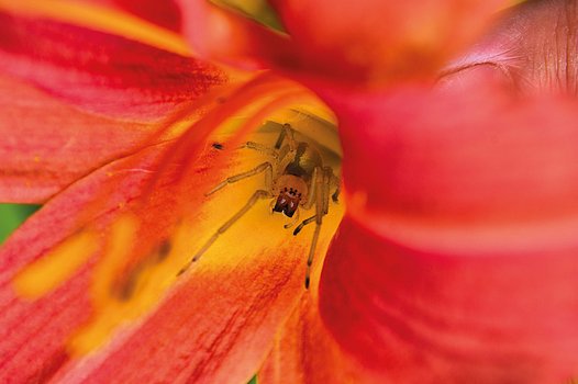 Nahaufnahme einer Cheiracanthium-Spinne, die auf einer rot-gelben Taglilienblüte sitzt bzw. auf Beute lauert