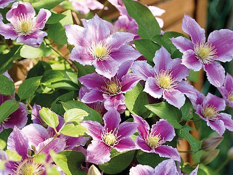Clematis