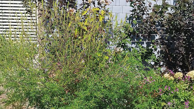 Ragweed