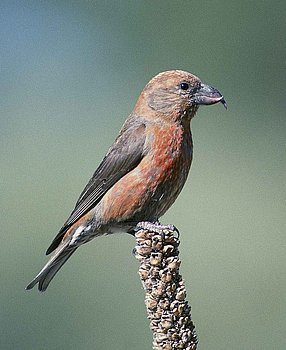 Fichtenkreuzschnabel