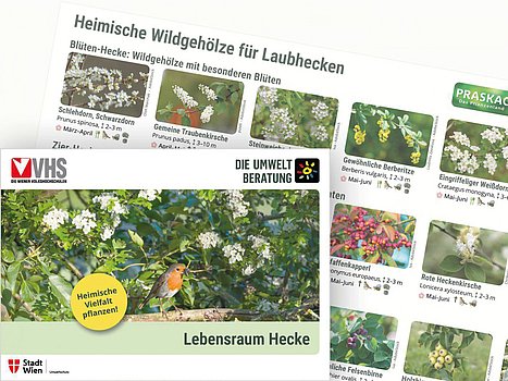 Broschüre Lebensraum Hecke