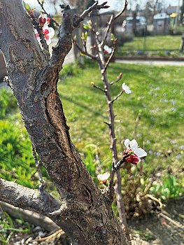 Schlagtreffen Marille Stamm
