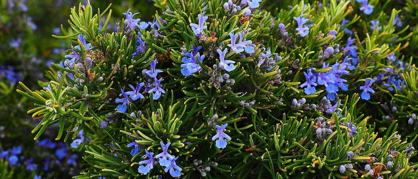 Rosmarin Blüten