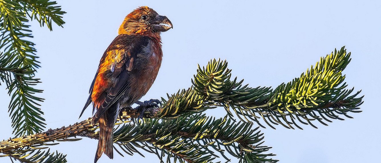 Fichtenkreuzschnabel