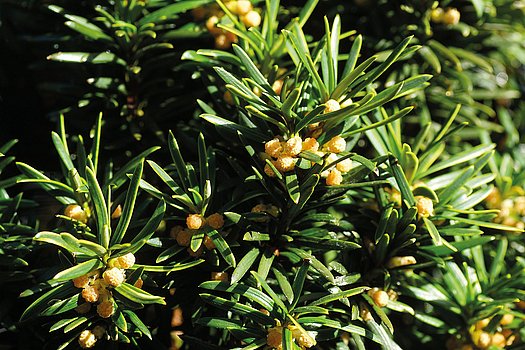 Eibe Knospen