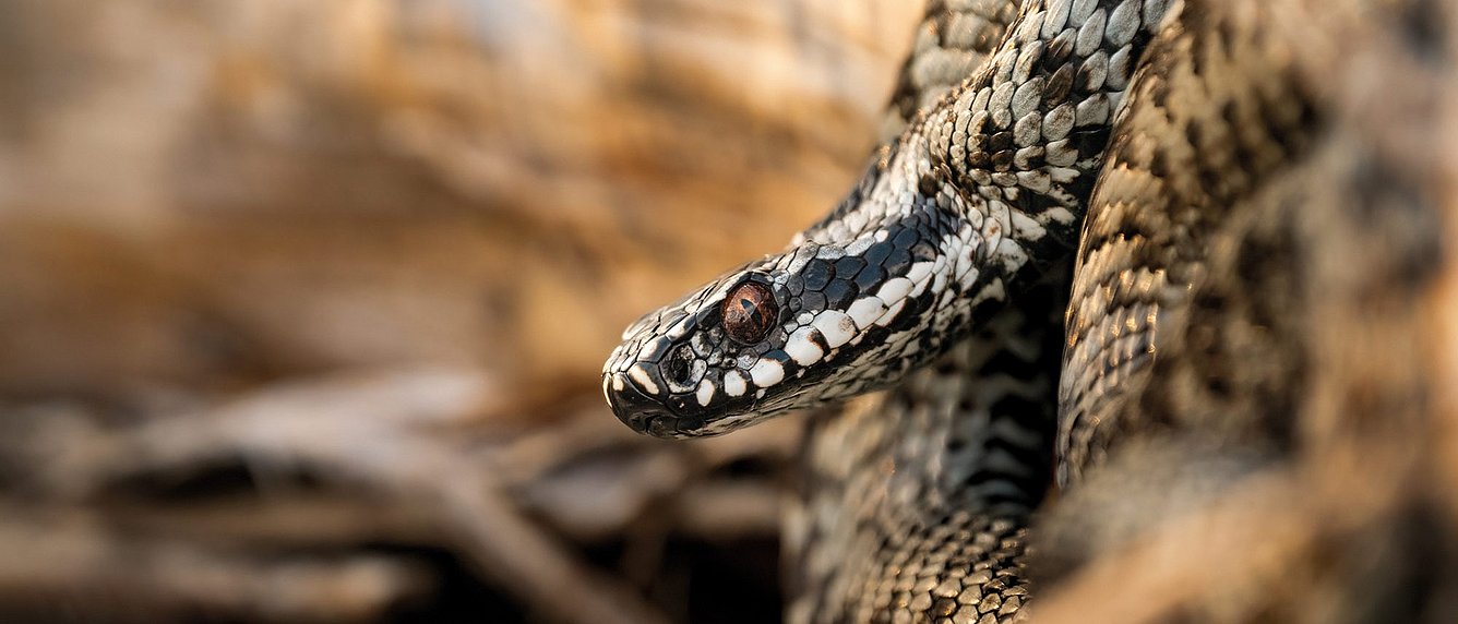 Kopf Nahaufnahme Kreuzotter