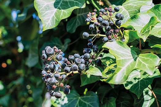 Blüten nähren Insekten und Beeren viele Vogelarten