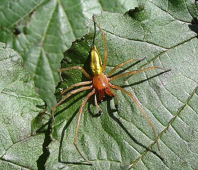 Ammen-Dornfinger-Spinne auf Blatt