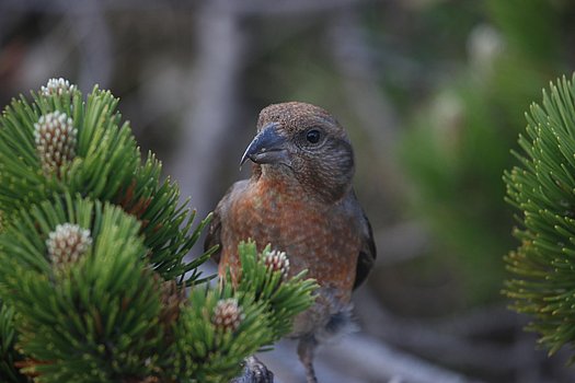 Fichtenkreuzschnabel